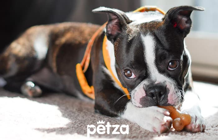 Boston Terrier Özellikleri