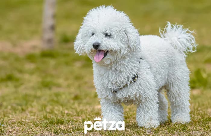 Bolognese Köpeği