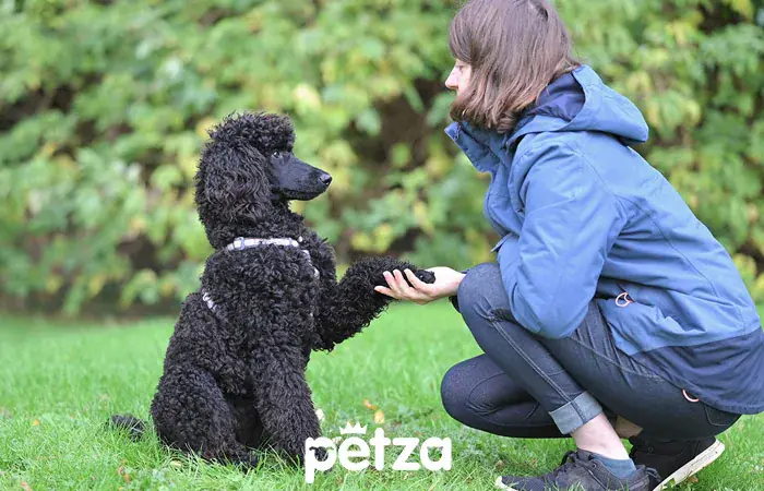 Poodle (Kaniş Köpeği) Özellikleri