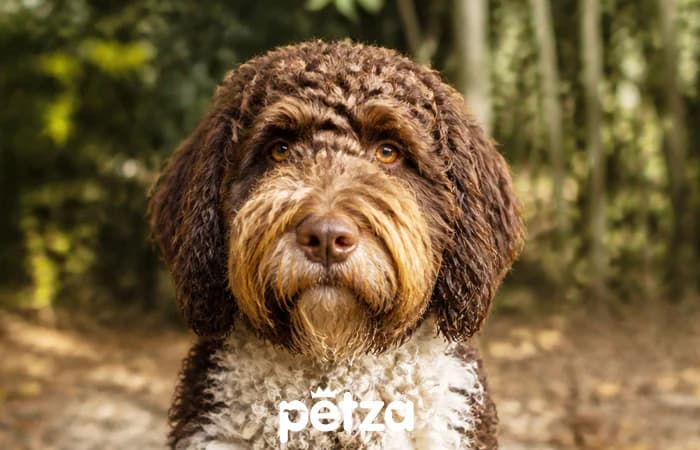 Barbet Köpeği Özellikleri