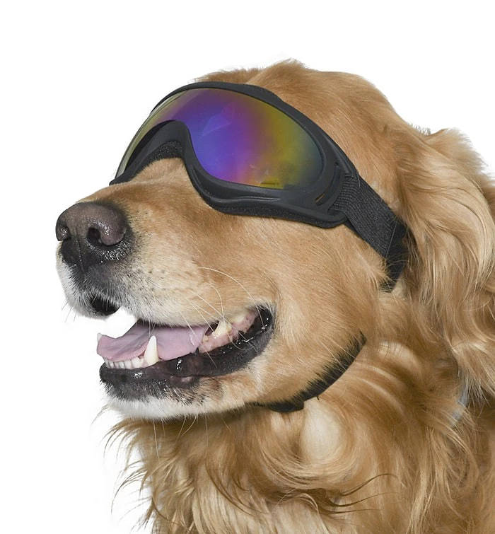 Orta ve Büyük Irk Köpek Güneş Gözlüğü Kaapo