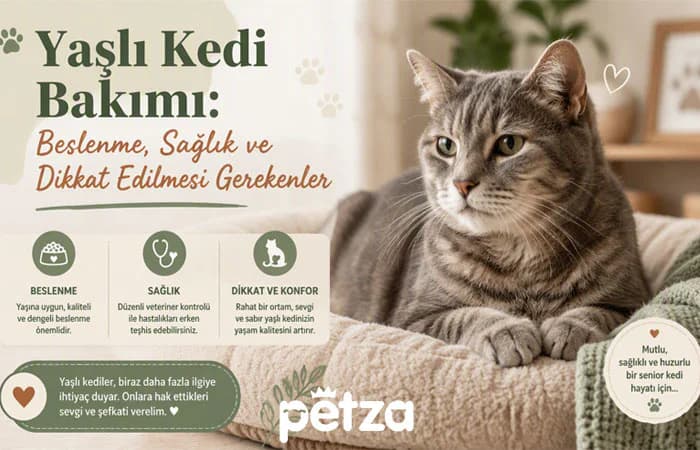 Yaşlı Kedi Bakımı: Beslenme, Sağlık ve Dikkat Edilmesi Gerekenler