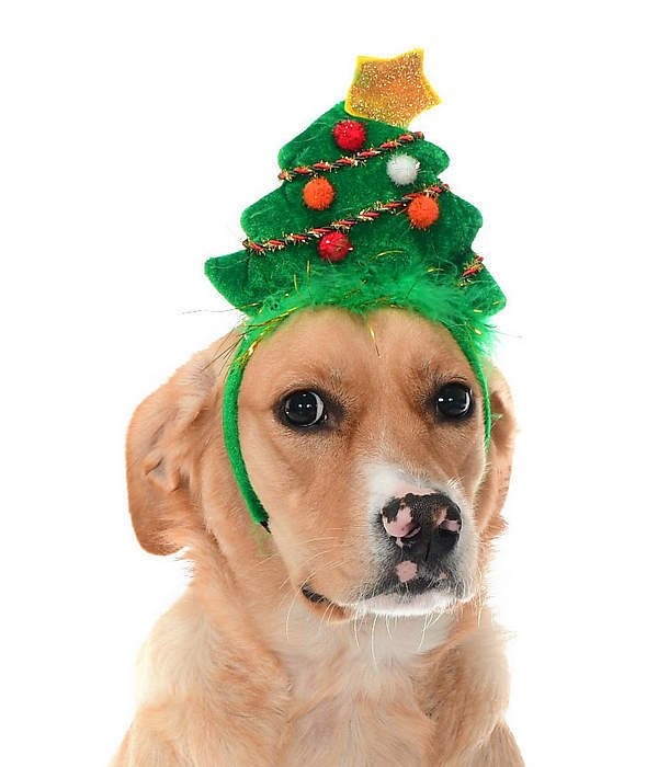 Küçük Orta Ve Büyük Irk Köpekler için Noel Ağaçlı Taç