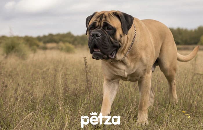 Mastiff (İngiliz Mastiff) Özellikleri