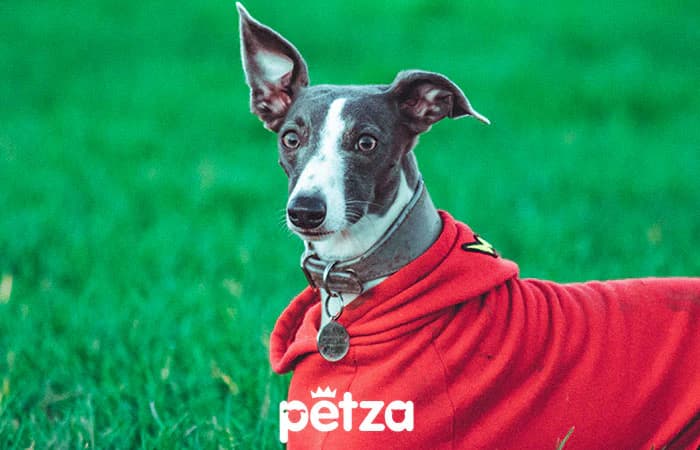Greyhound Köpek Özellikleri