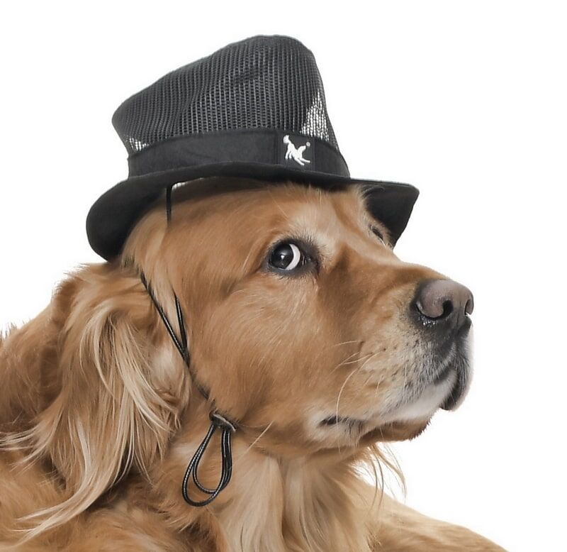 Küçük ve Orta Irk Köpekler için Şapka - Sanne