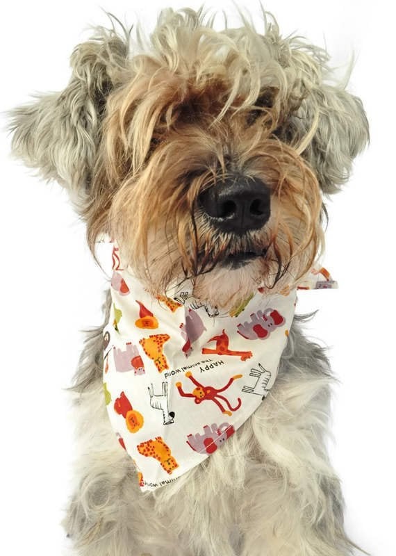 Köpek Bandana / Nitza