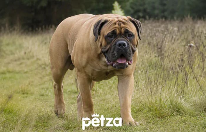 Bullmastiff Köpek Özellikleri