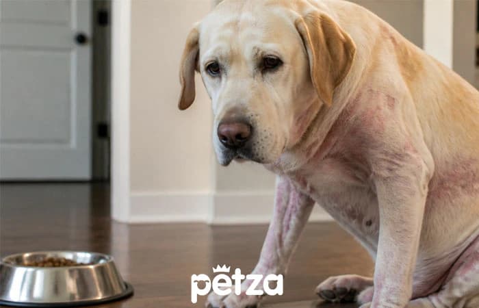 Köpeklerde Besin Alerjisi