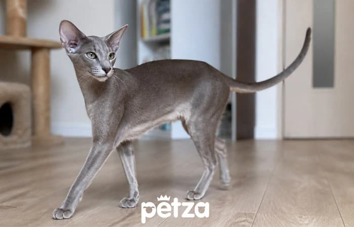 Oriental Shorthair Kedi Özellikleri