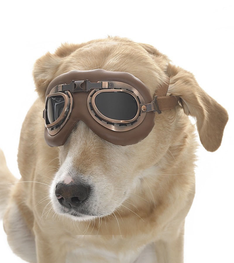 Orta ve Büyük Köpek Güneş Gözlüğü Sakari