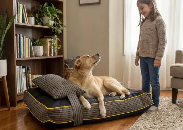 Petza Köpek Yatağı