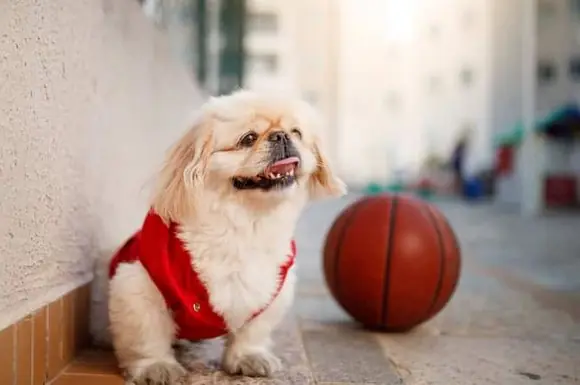 Pekinez Köpek Özellikleri