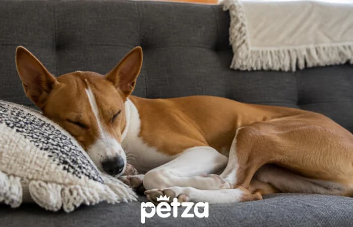 Basenji Köpeği Özellikleri