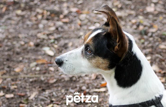 Toy Fox Terrier Köpeği Özellikleri