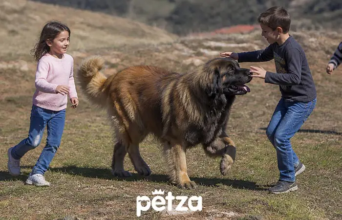 Leonberger Köpek Özellikleri