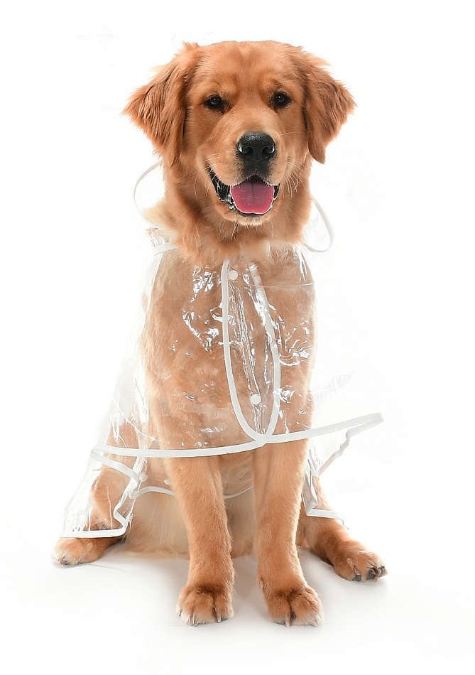 Köpek Büyük Irk Yağmurluk Otso  Şeffaf