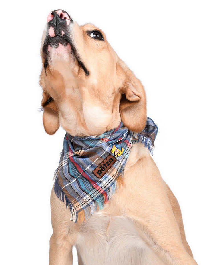 Köpek Bandana / Monda