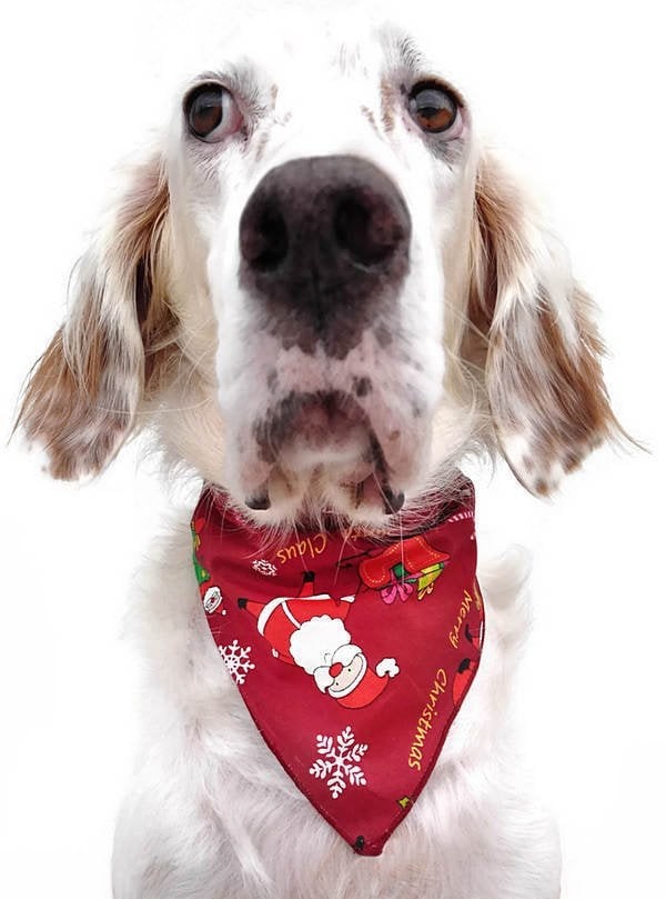 Köpek Bandana / Moli