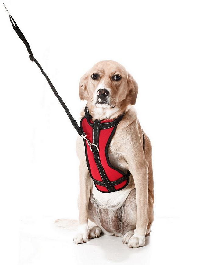 Köpek Araç Emniyet Kemeri ve Tasması  Arnav Kırmızı