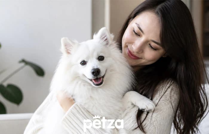 Japon Spitz Köpeği Özellikleri