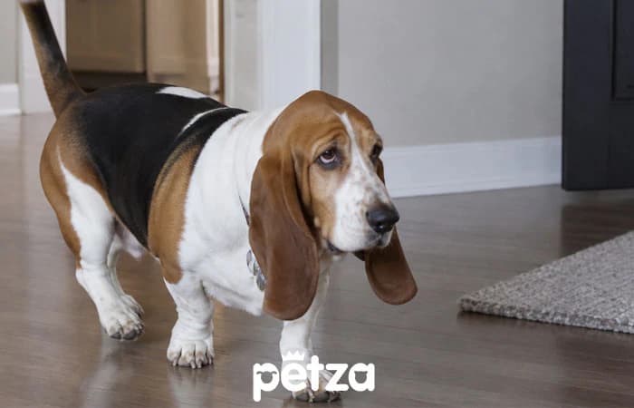 Basset Hound Özellikleri