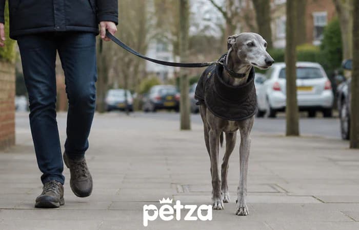 Greyhound Köpek Özellikleri