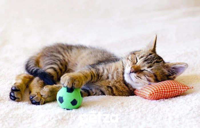 Kedi ve Köpek Sağlığı için Glukozamin