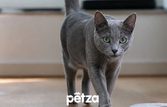 Korat Kedisi Özellikleri
