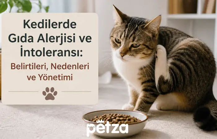 Kedilerde Gıda Alerjisi ve İntoleransı
