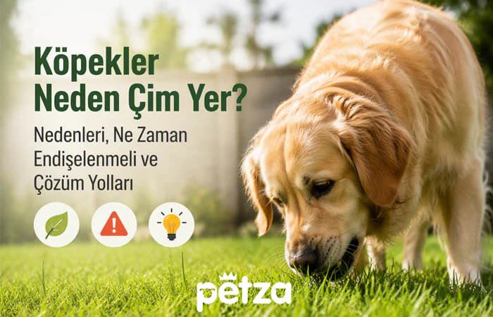 Köpekler Neden Çim yer?