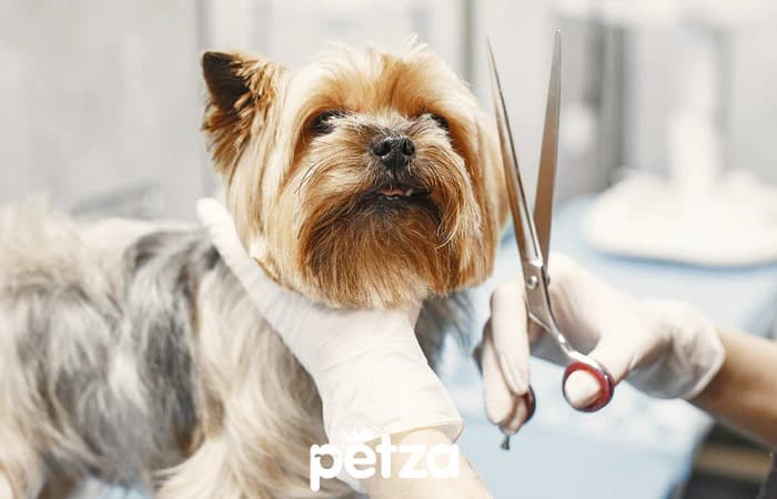 Norfolk Terrier Köpeği Özellikleri