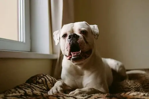 American Bulldog Özellikleri