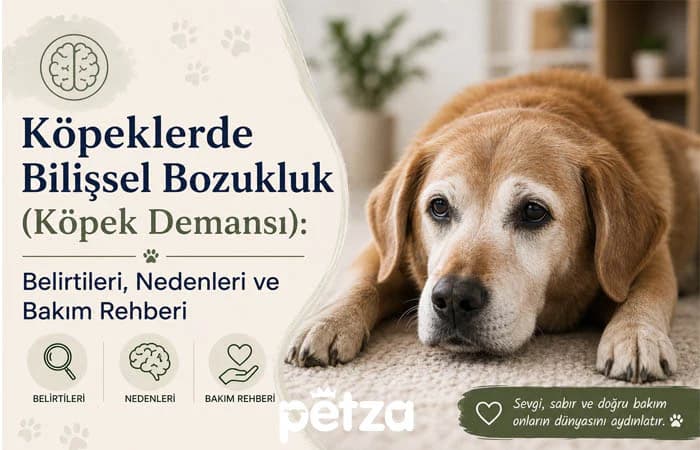 Köpek Demansı