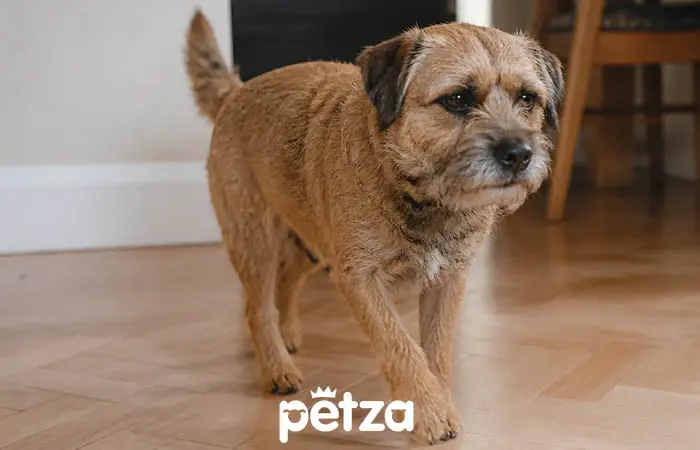 Border Terrier Özellikleri