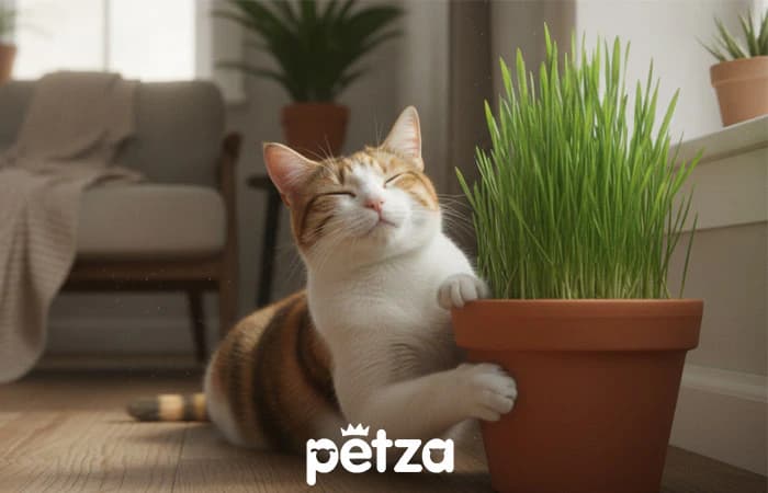 En Zeki Kedi Irkları