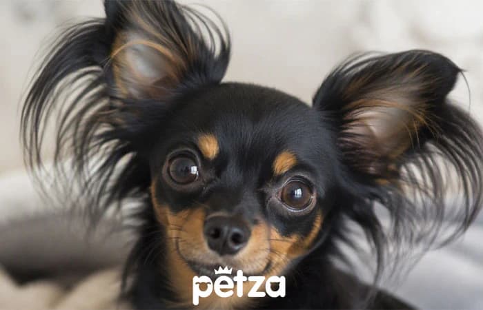Rus Toy Teriyer Köpeği  - Russian Toy Terrier