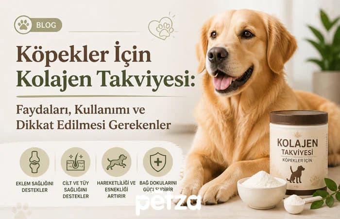 Köpekler İçin Kolajen Takviyesi