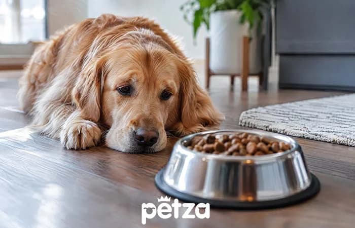 Köpeğim Mama Yemiyor. Ne yapmalıyım