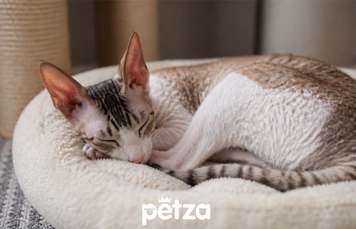 Cornish Rex Kedisi Özellikleri