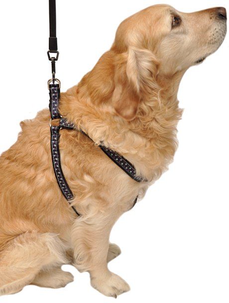 Ufak , Orta ve Büyük Irklar için Göğüs Tasması Lacivert Çapalı