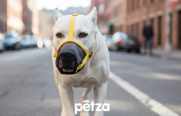Tulok Köpek Ağızlığı - Petza