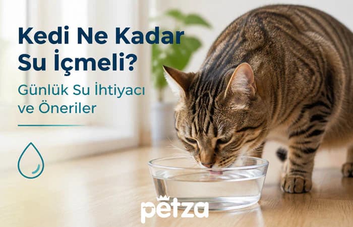 Kedi Ne Kadar Su İçmeli?
