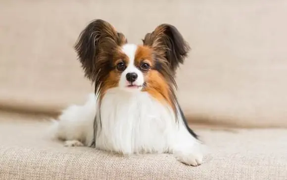 Papillon Köpek Özellikleri