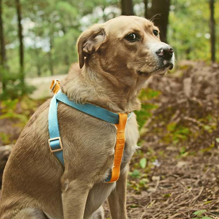 Köpek Göğüs Tasması Akala