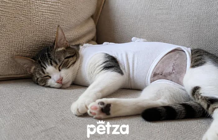 Kedi Kısırlaştırma Nasıl Yapılır?