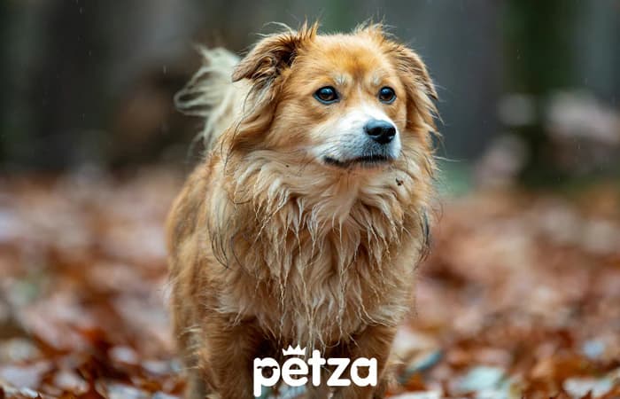 Yağmurda üşüyen köpek