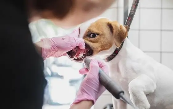 Köpeklerin Dişi Nasıl Fırçalanır