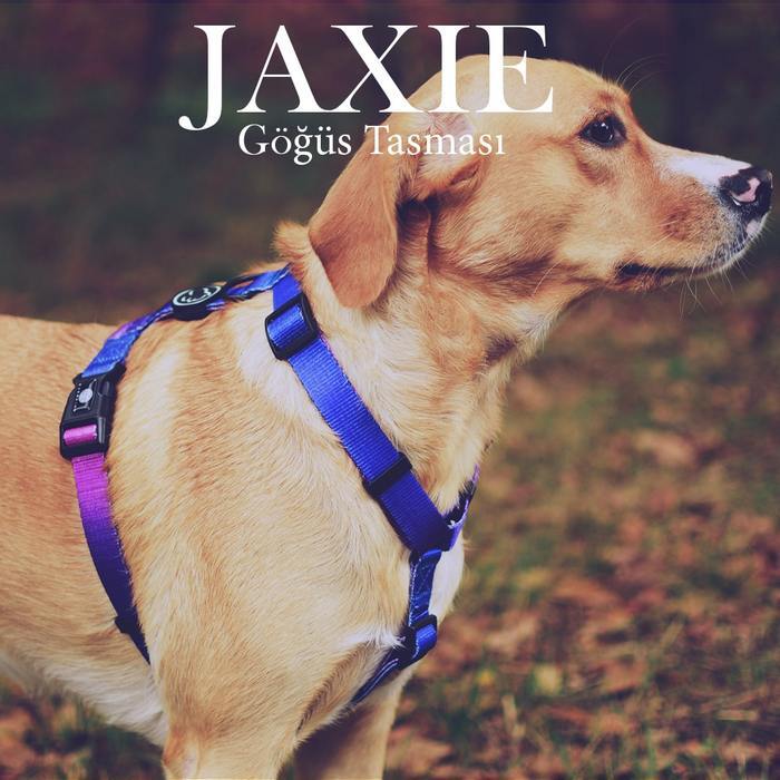 Köpek Göğüs Tasması Jaxie
