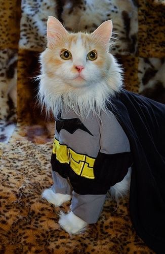 Batman Cat